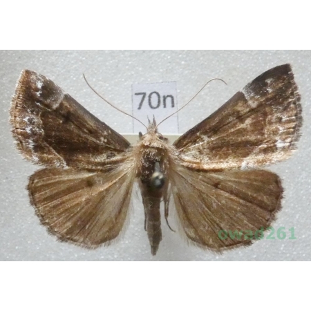 Hypena crassalis (Fabricius, 1787) Czech70n